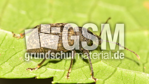 Gefurchter Dickmaulrüssler (7).jpg